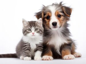 puppy kitten socialization Surrey