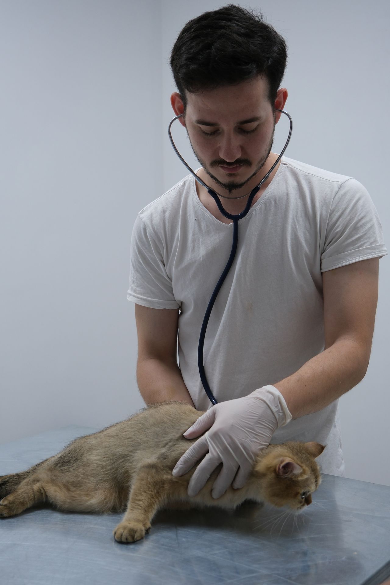 Veterinarian examining a cat before a spay and neuter procedure in Cloverdale, Surrey