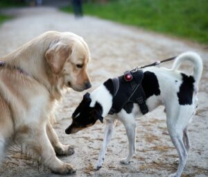 Golden Retriever and Terrier meeting on a path outside, showcasing dog interaction.