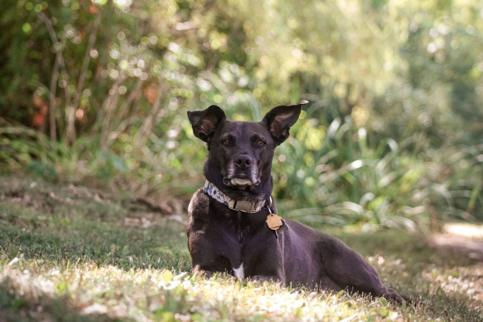 A black dog with a collar lies on grass in a sunny garden, enjoying the warm summer day.