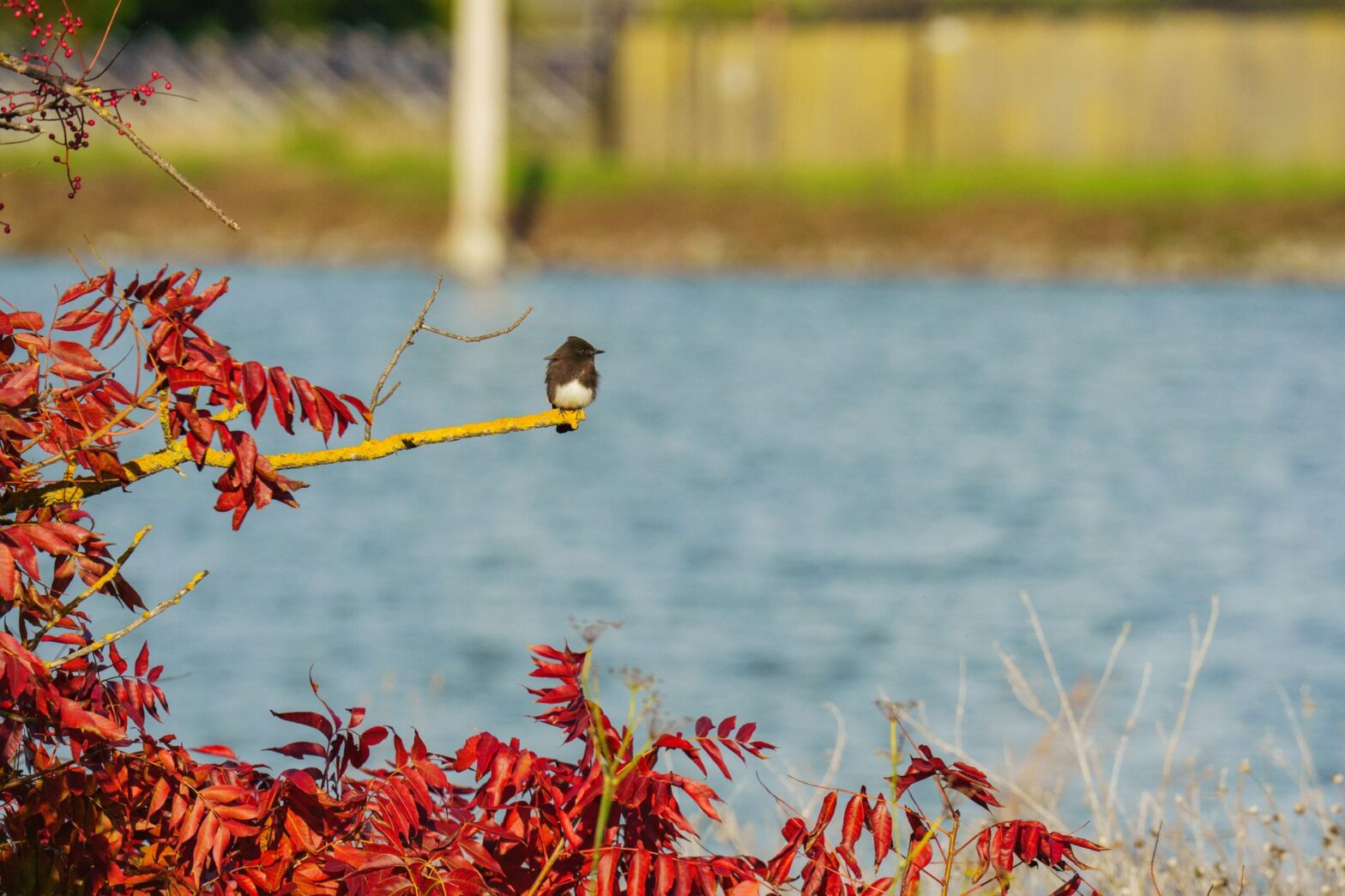 A small bird rests on a branch with red autumn leaves by the water.
