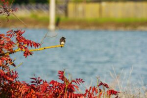 A small bird rests on a branch with red autumn leaves by the water.