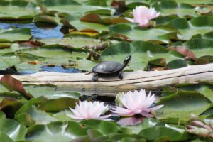 Painted turtle resting on a log surrounded by water lilies in a serene Montreal pond.